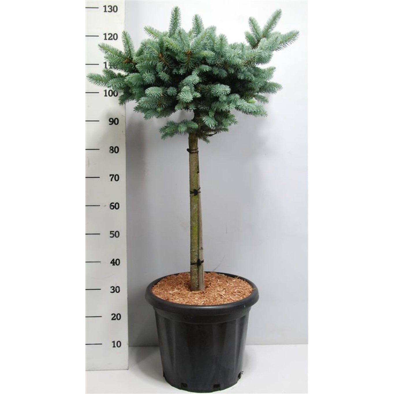Blågran – Picea pungens 'Glauca Globosa' - 60 CM Stem C25